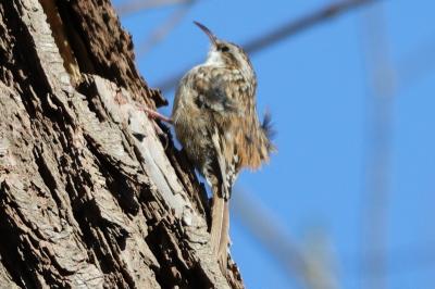 Certhia brachydactyla