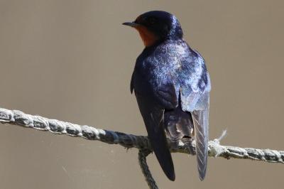 Hirondelle rustique