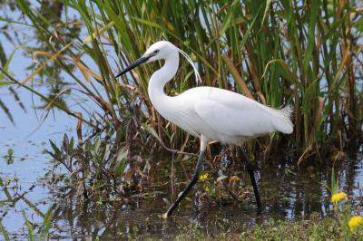 Aigrette garzette