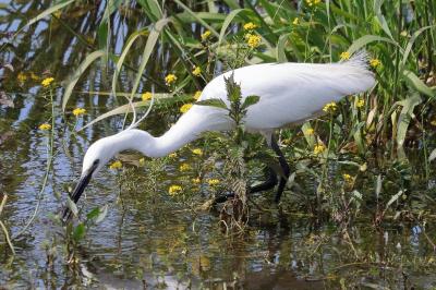 Aigrette garzette