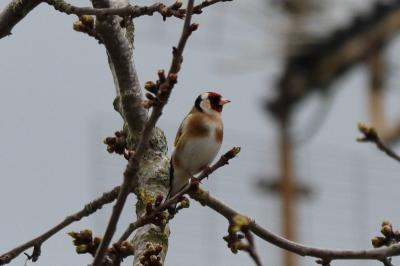 Chardonneret élégant