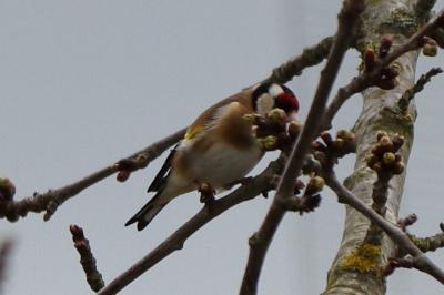 Chardonneret élégant