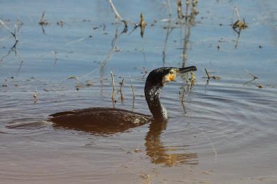 Grand Cormoran
