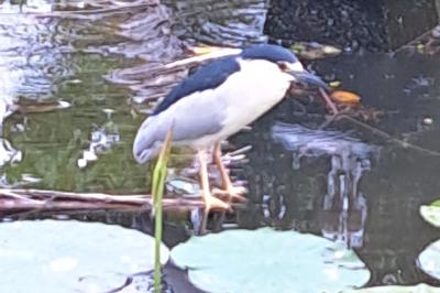 Nycticorax nycticorax