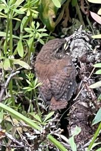 Troglodyte mignon