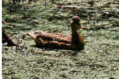 Canard colvert