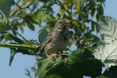 Emberiza calandra