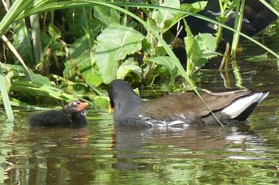 Poule-d'eau