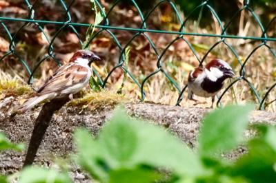 Moineau domestique