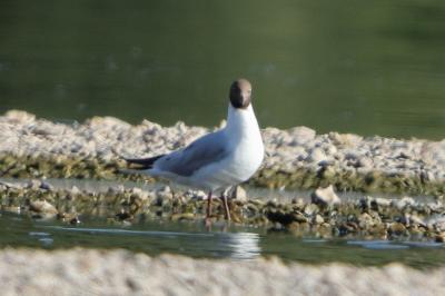 Mouette rieuse
