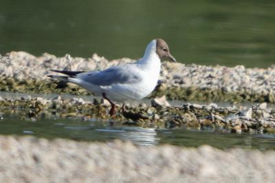 Mouette rieuse