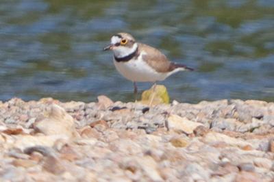 Charadrius dubius