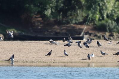 Pigeon biset
