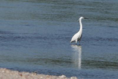 Egretta garzetta