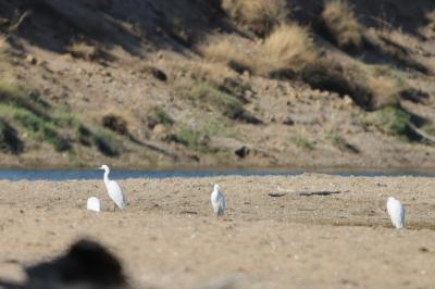 Aigrette garzette