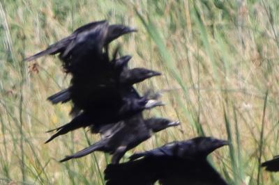 Corbeau freux