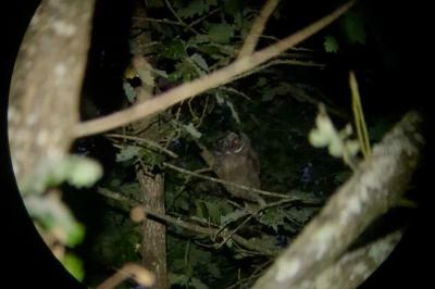 Hibou moyen-duc