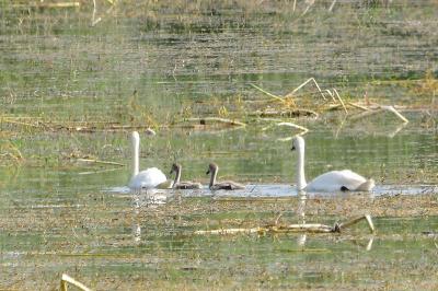 Cygne tuberculé