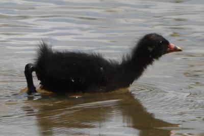 Poule-d'eau