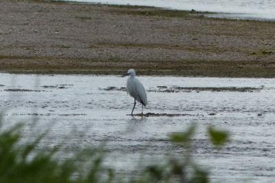 Aigrette garzette