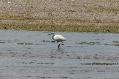Aigrette garzette