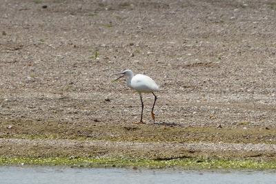 Aigrette garzette