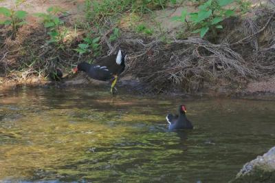 Poule-d'eau