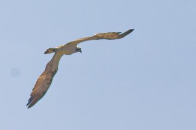 Balbuzard pêcheur