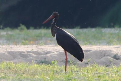 Ciconia nigra
