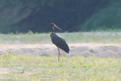 Cigogne noire