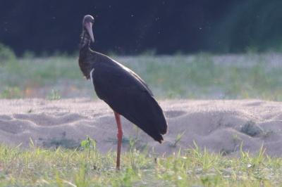 Cigogne noire