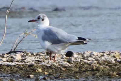 Mouette rieuse