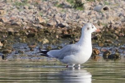 Mouette rieuse