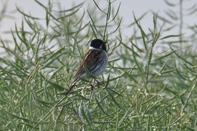 Bruant des roseaux