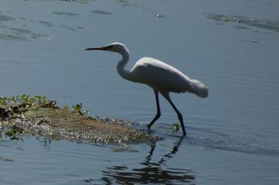 Aigrette garzette