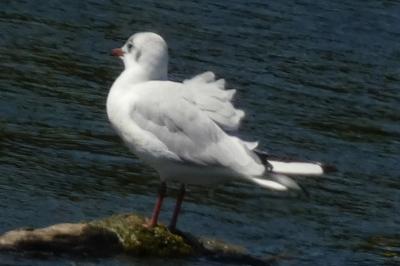 Mouette rieuse
