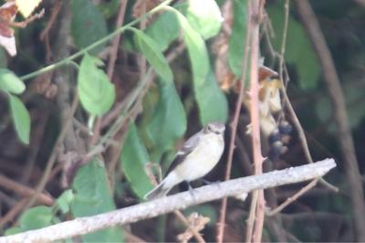 Gobemouche noir