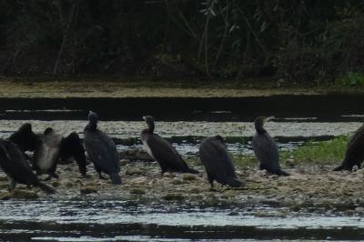 Grand Cormoran