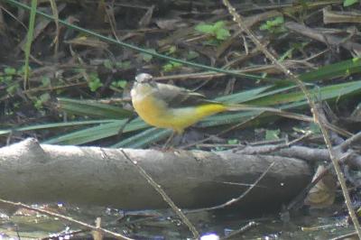 Bergeronnette des ruisseaux