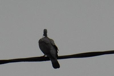 Pigeon ramier