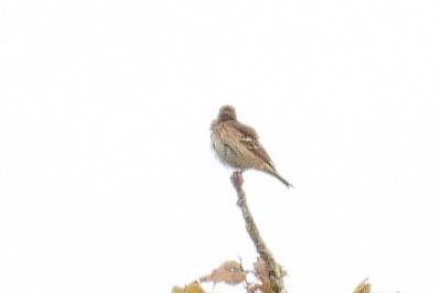 Pipit des arbres