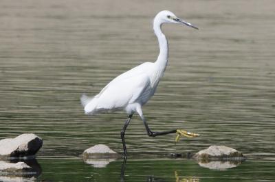 Aigrette garzette