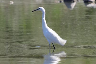 Aigrette garzette