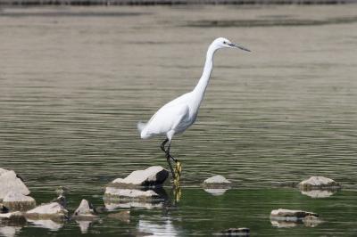 Aigrette garzette