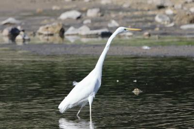 Grande Aigrette