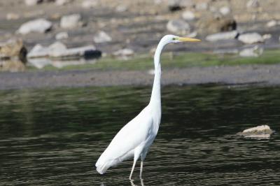 Ardea alba