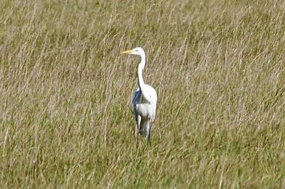 Grande Aigrette