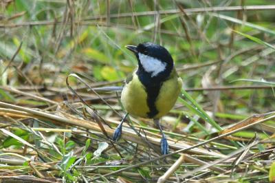 Mésange charbonnière