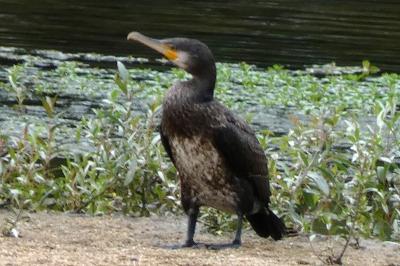 Grand Cormoran
