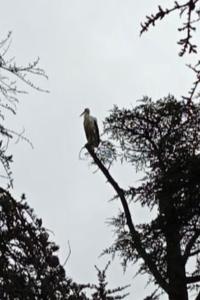 Cigogne blanche